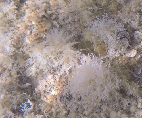 Wrangelia observed 2026-08-12