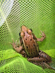 Lithobates kauffeldi