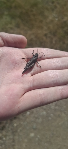Rattle Grasshopper