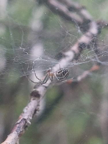 Neriene emphana