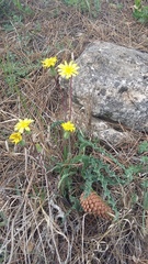 Takhtajaniantha crispa
