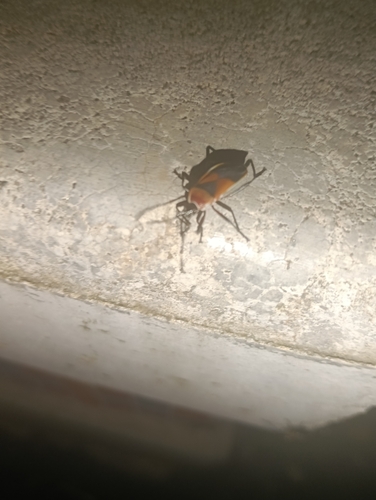 Harlequin Red Bug