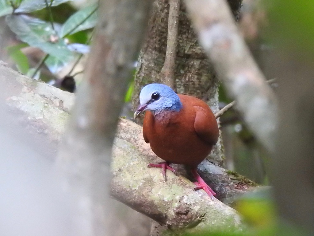 Blue-Headed Wood Dove