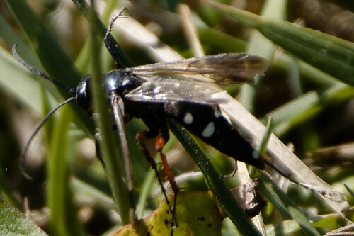 Red-legged Spider Wasp, Wervershoof, Netherlands, photo 8 of 10
