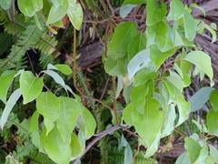 Magnoliopsida