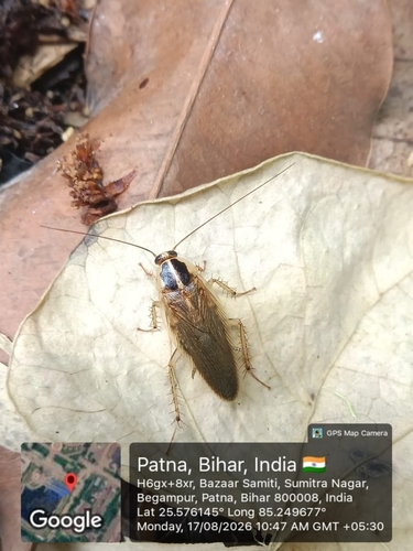 Asian Cockroach