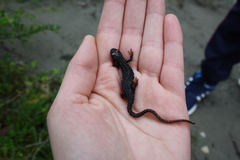 Salamandrina perspicillata