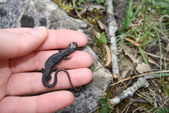 Salamandrina perspicillata