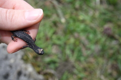 Salamandrina perspicillata