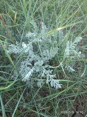 Artemisia nitrosa