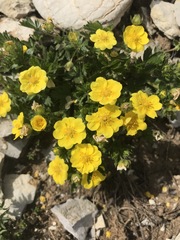 Potentilla aurea