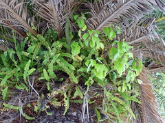 Magnoliopsida