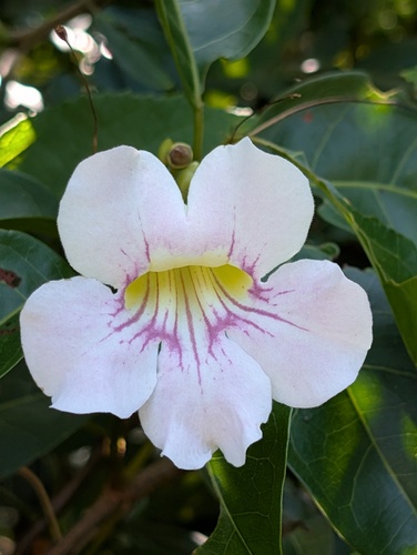 Bignonia aequinoctialis, 2026-08-18
