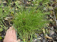 Carex radiata