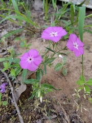 Phlox drummondii