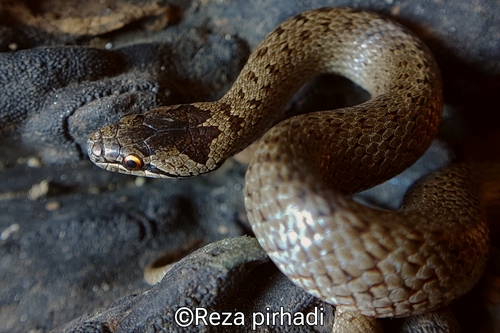 Smooth Snake
