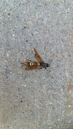 Dark-horned Trembling Woodwasp