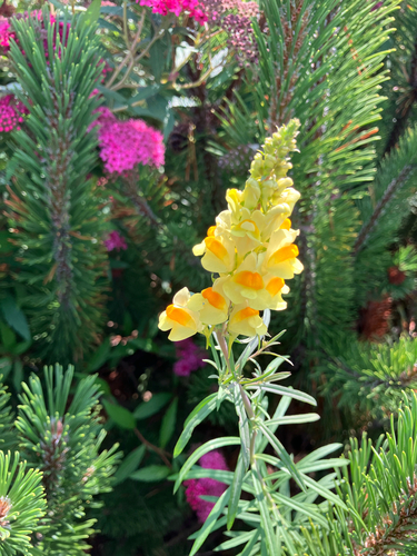 common toadflax