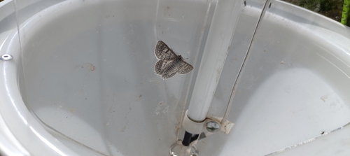 Red-lined Looper