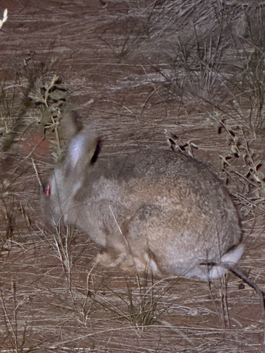 European Rabbit