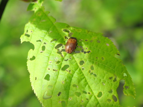Penkiataškis Dygblauzdis