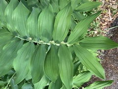 Polygonatum × hybridum
