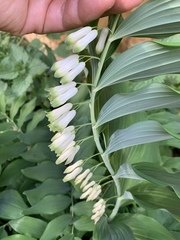 Polygonatum × hybridum