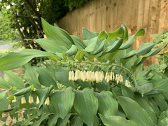 Polygonatum × hybridum