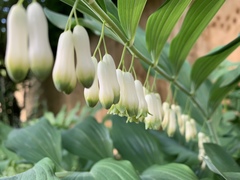 Polygonatum × hybridum