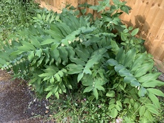 Polygonatum × hybridum