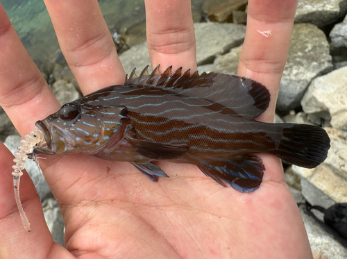 Cephalopholis formosa observed 2026-08-19