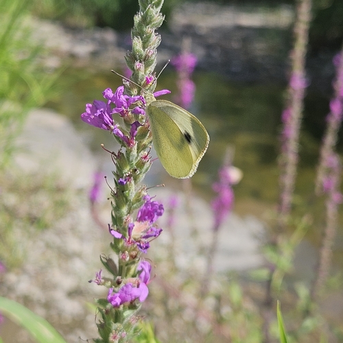 Southern Small White