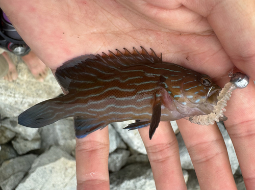 Cephalopholis formosa observed 2026-08-19