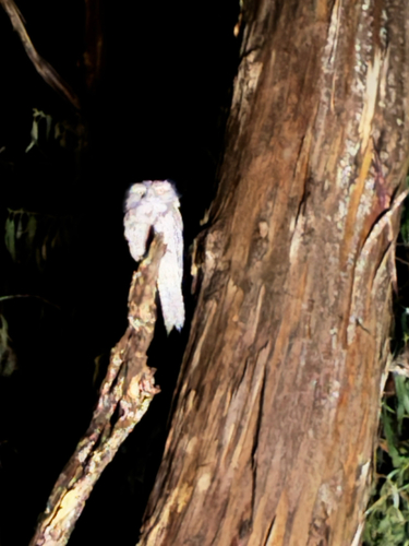 Tawny Frogmouth