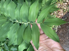 Polygonatum × hybridum