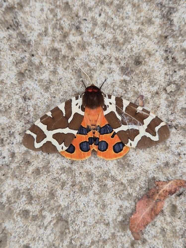 Garden Tiger