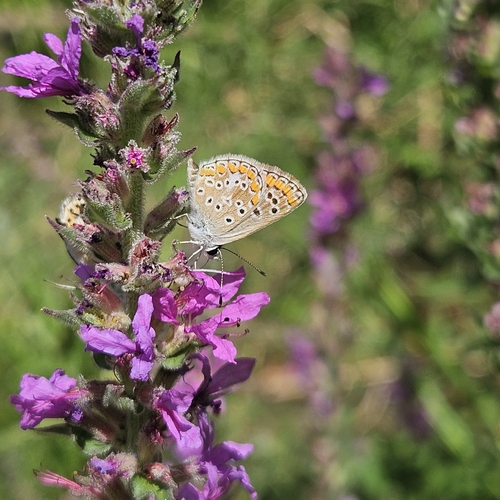 Brown Argus