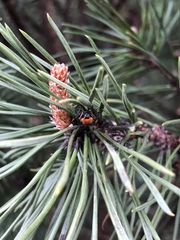 Acantholyda erythrocephala