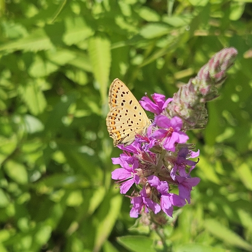 Sooty Copper