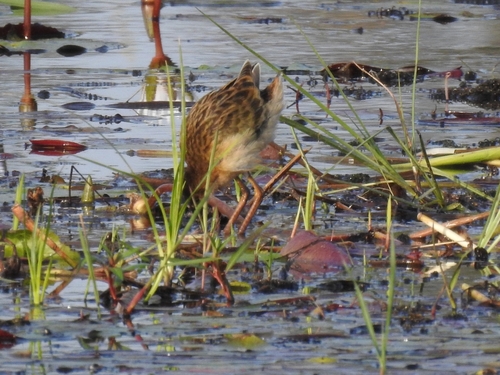 iNaturalist image