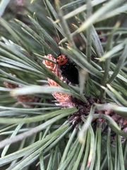 Acantholyda erythrocephala