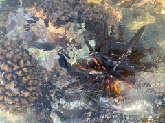 Heterocentrotus mamillatus