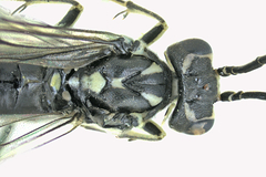 Pachyprotasis rapae