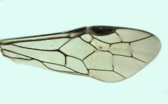 Pachyprotasis rapae