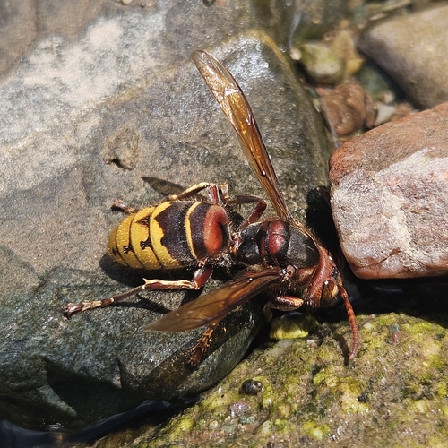 European Hornet