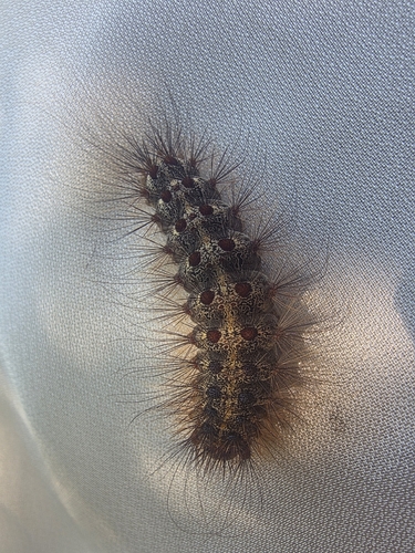 Spongy Moth
