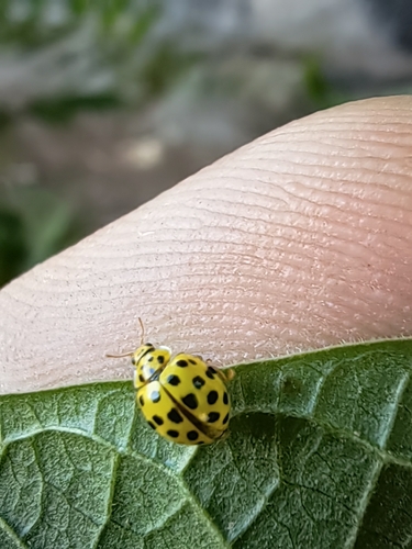 22-spot Ladybird