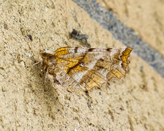Selenia alciphearia