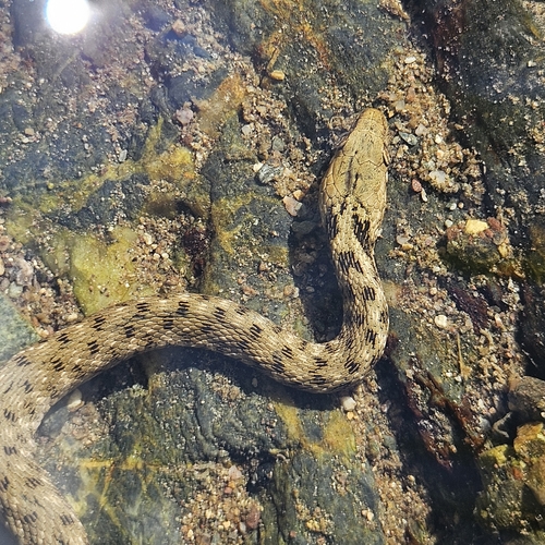 Tessellated Water Snake