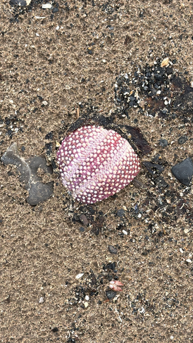 European Edible Sea Urchin, Northumberland, England, GB, photo 6 of 10